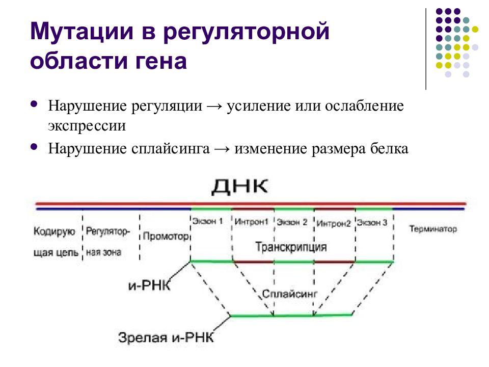 Нарушения генов. Регуляторные мутации. Мутации регуляторных генов. Регуляторные гены. Сплайсинг мутации.