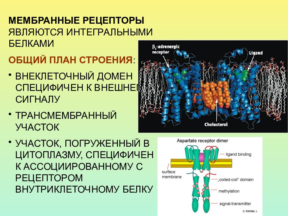 Рецептор центр. Классификация рецепторов клеточной мембраны. Клеточный Рецептор мембранные рецепторы. Классификация мембранных рецепторов. Классификация клеточных рецепторов по локализации.