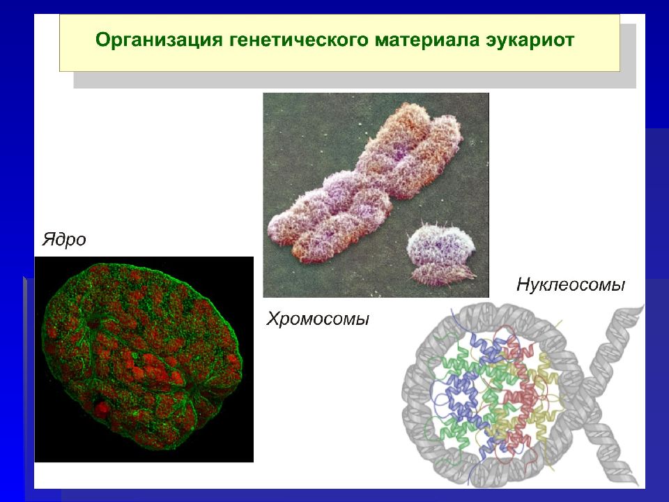 Методы молекулярной биологии презентация