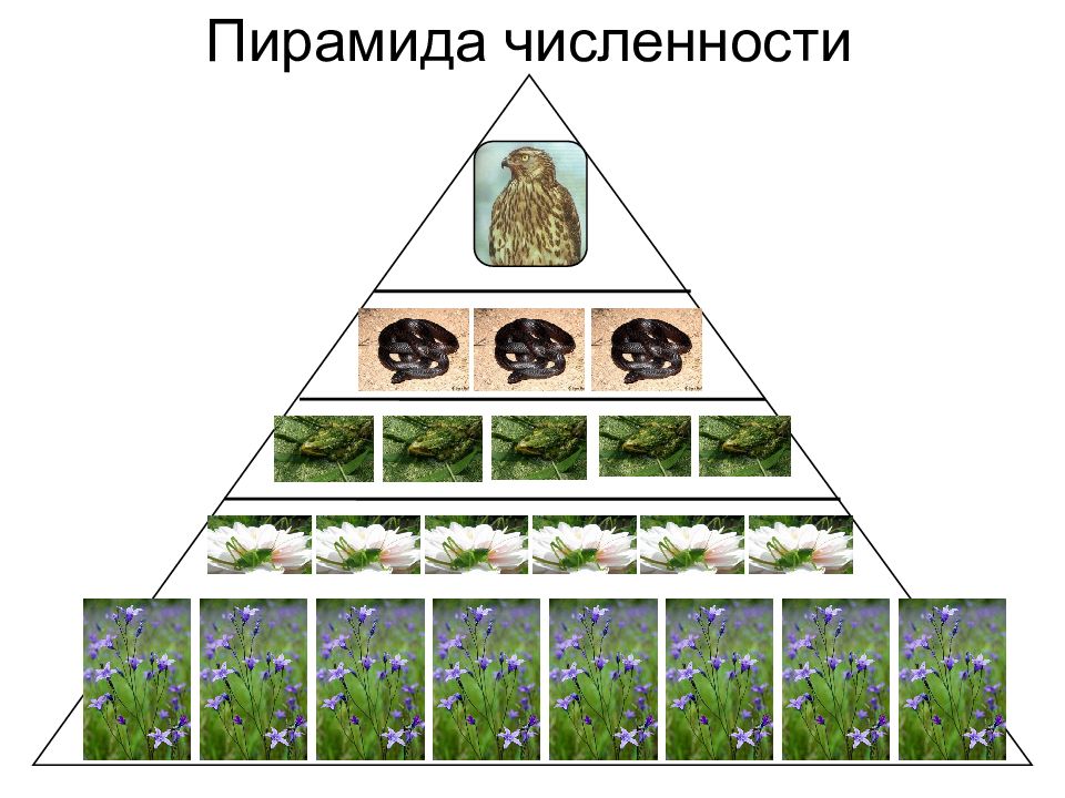 Почему пирамиды численности и биомассы