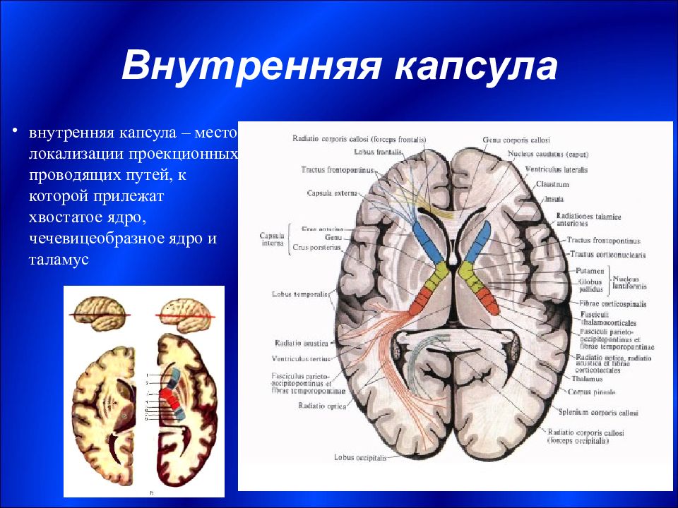 Внутренняя. Внутренняя капсула таламуса. Внутренняя капсула топография проекционных проводящих путей. Внутренняя капсула мозга анатомия строение. Базальные ганглии и внутренняя капсула.