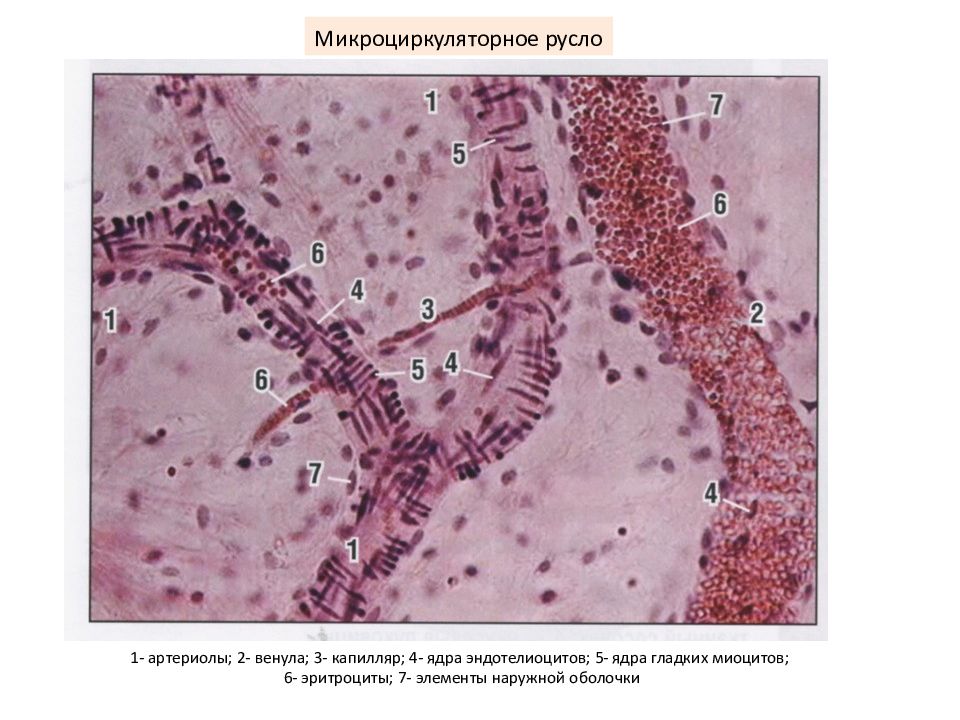 Микроциркуляторное русло гистология рисунок