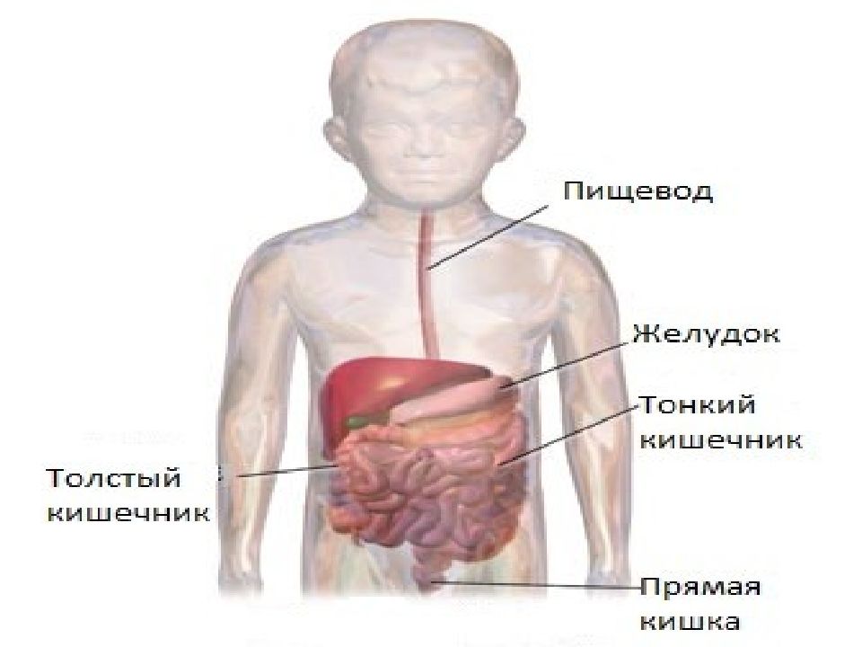 Не работает желудок