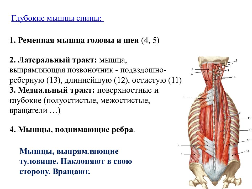 Глубокая поясница. Мышца выпрямляющая позвоночник анатомия. Мышцы спины медиальный тракт анатомия. Глубокие мышцы спины ременная мышца головы. Латеральный тракт глубоких мышц спины.
