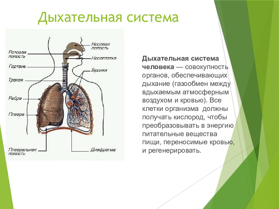 Дыхательная система человека презентация подготовка к егэ