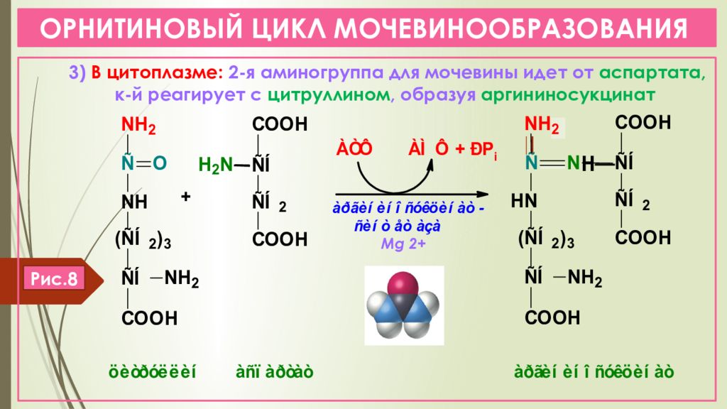 Что представляет собой орнитиновый цикл в биоэнергетическом плане