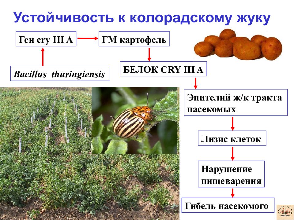 Картофель после колорадского жука. Этапы развития колорадского жука. Картофель Bacillus thuringiensis. Стадии развития колорадского жука. Устойчивость растений к насекомым.