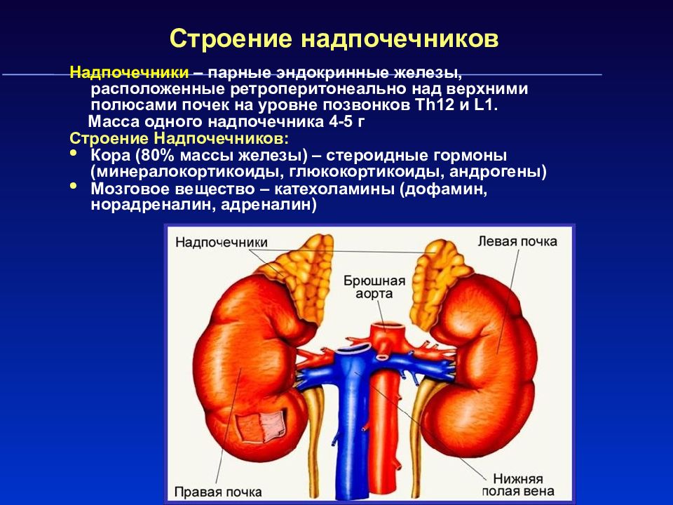 Гормоны почек презентация