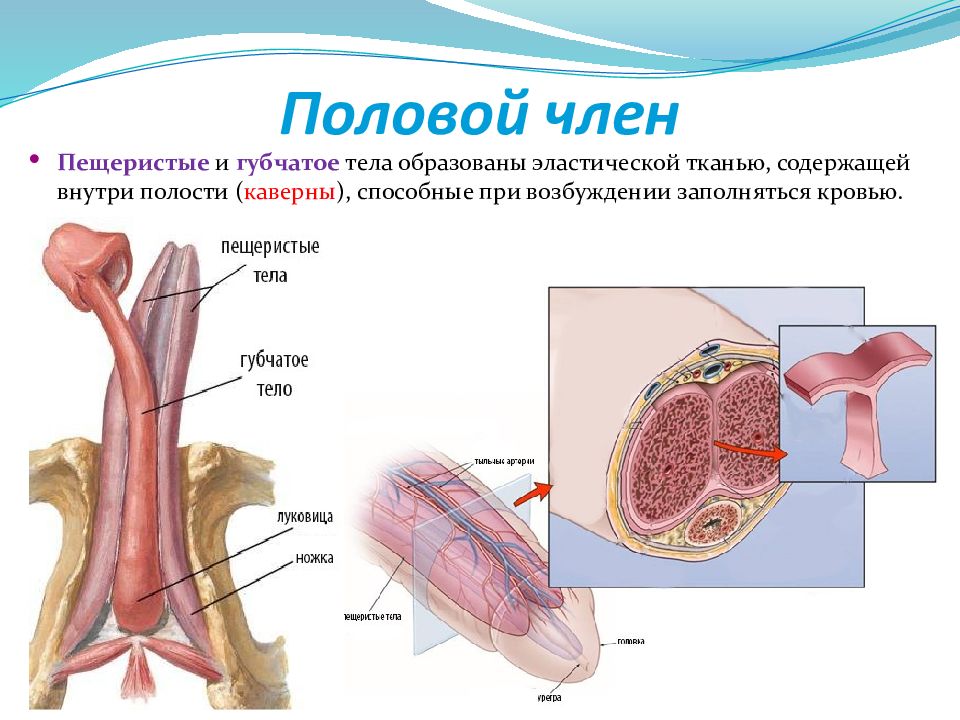 Губчатое тело фото