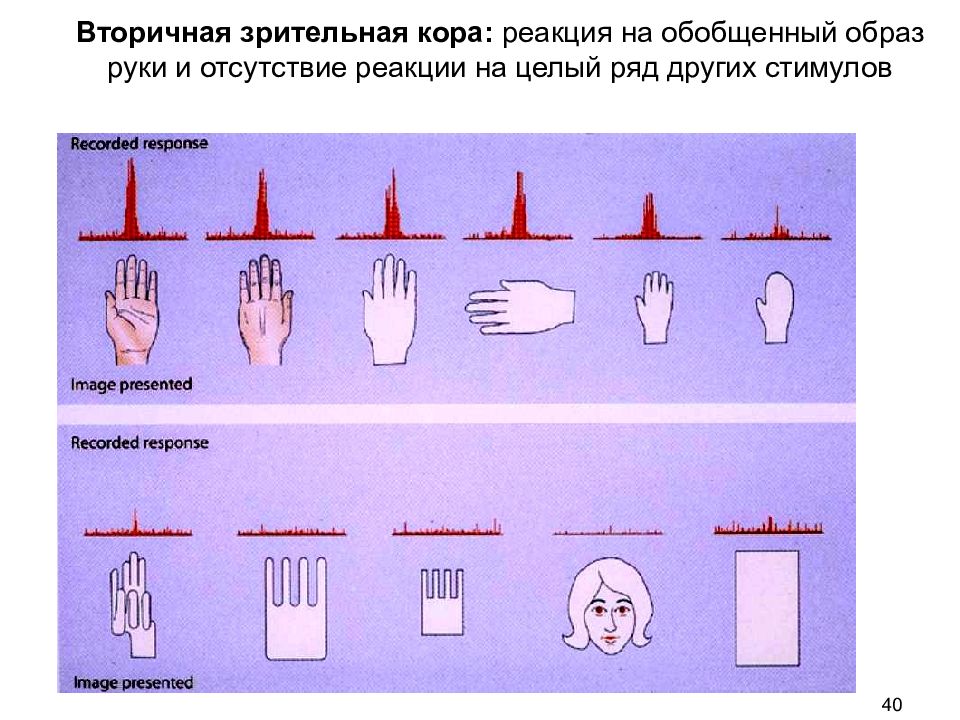 Обобщающий образ. Корковая реакция. Исследование реакции на зрительные стимулы на кошках. Реакция коре хаузе.