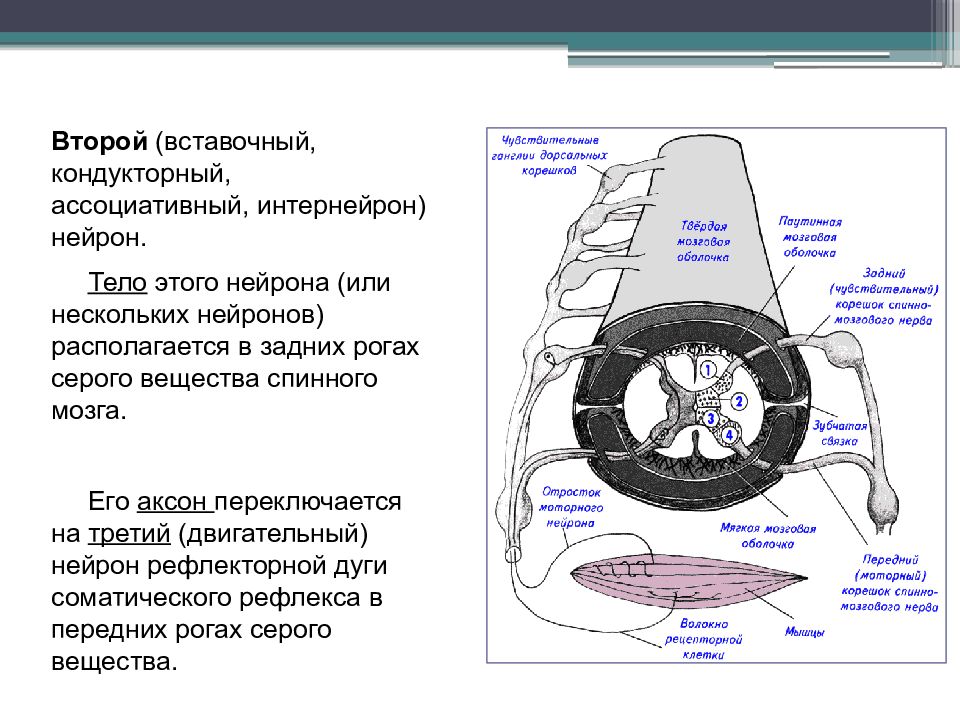 Тело двигательного нейрона расположено. Тела нейронов находятся в. Тела двигательных нейронов расположены. Тело вставочного нейрона. Тело вставочного нейрона находится.