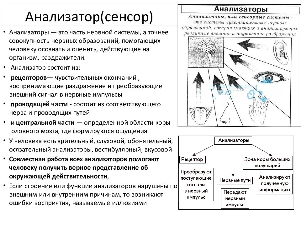 Анализаторы биология. Зрительный и слуховой анализаторы таблица. Таблица анализаторов анатомия функции. Виды анализаторы строение и функции. Анализатор: строение, функции. Анатомия.