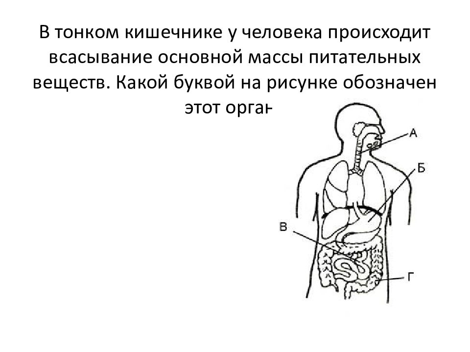 Что находится в зонах обозначенных на рисунке фрагмента тонкой кишки