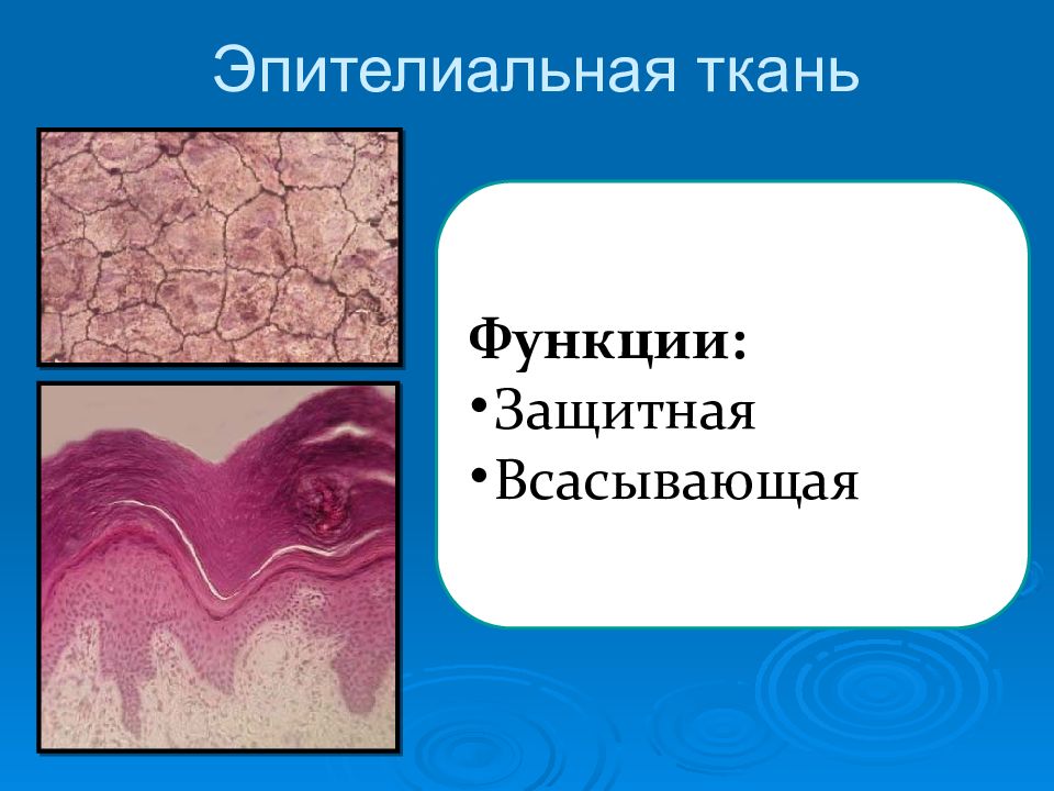 Ткань выполняет защитную структурообразующую и трофическую функции. Функции эпителиальной ткани. защитная функция эпителиальной ткани. функции покровной ткани животных. эпителиальная ткань животных.