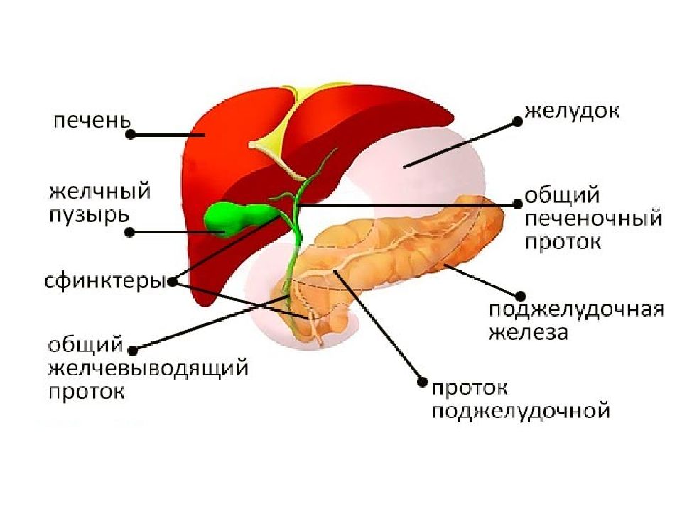 Печень в 3 года. Желчный пузырь анатомия человека где расположен. Анатомия человека печень и желчный пузырь расположение. Гепатобилиарная система анатомия. Печень гепатобилиарная система анатомия.