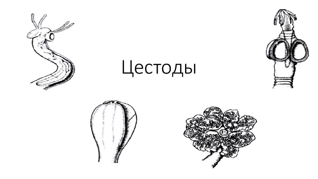 Цестоды