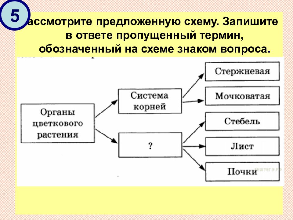 Заполните предложенную схему