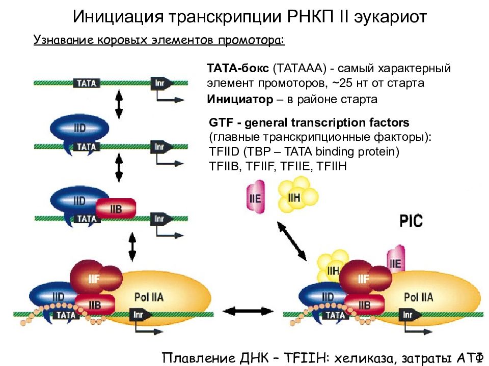 Инициация у прокариот. Инициаторный комплекс транскрипции у эукариот. Факторы инициации транскрипции у прокариот. Механизм инициации транскрипции генов эукариот. Механизм транскрипции РНК У эукариот.