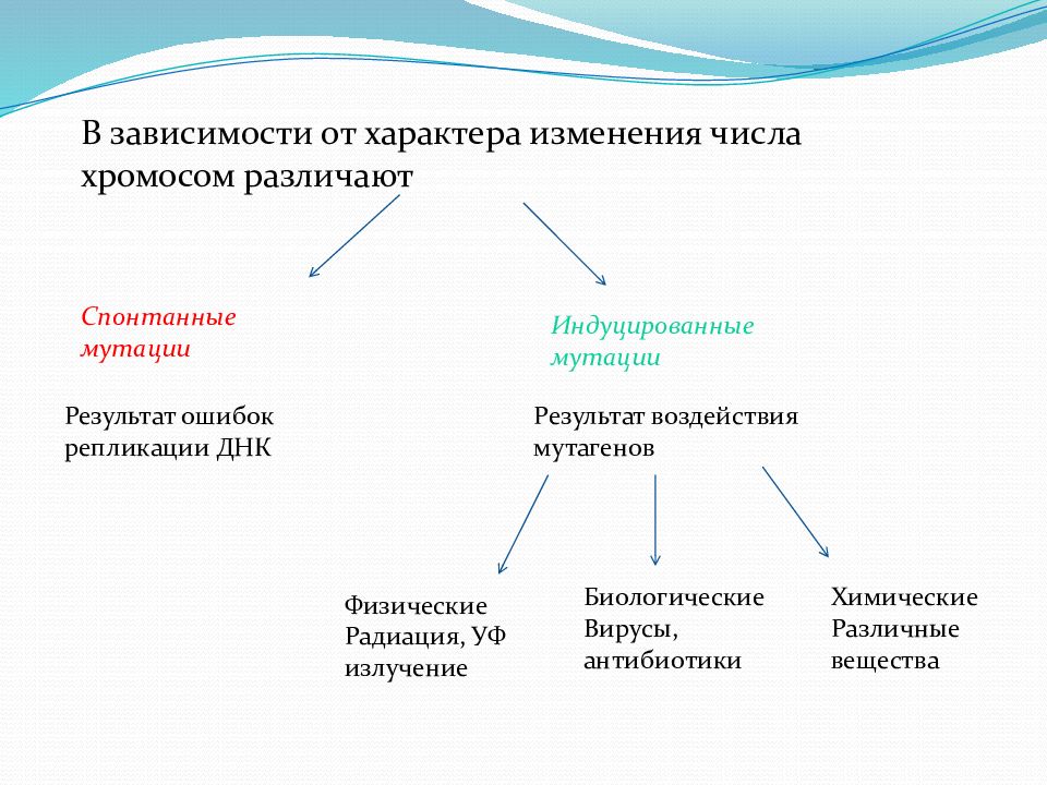 Изменение числа хромосом. Спонтанный и индуцированный мутагенез. Индуцированные мутации. Спонтанные мутации примеры. Примеры спонтанных и индуцированных мутаций.