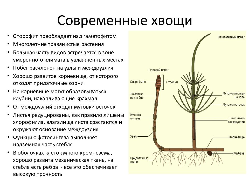 Хвощи сходство и различие