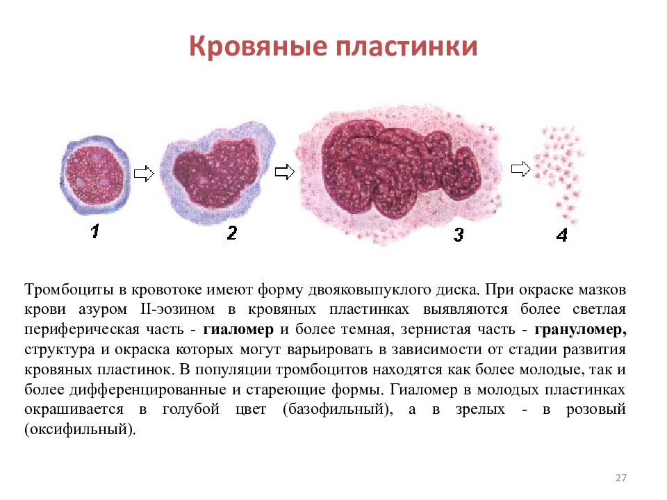 Кровяные образования. Кровяные пластинки. Виды кровяных пластинок. Тромбоциты —кровяные пластины.