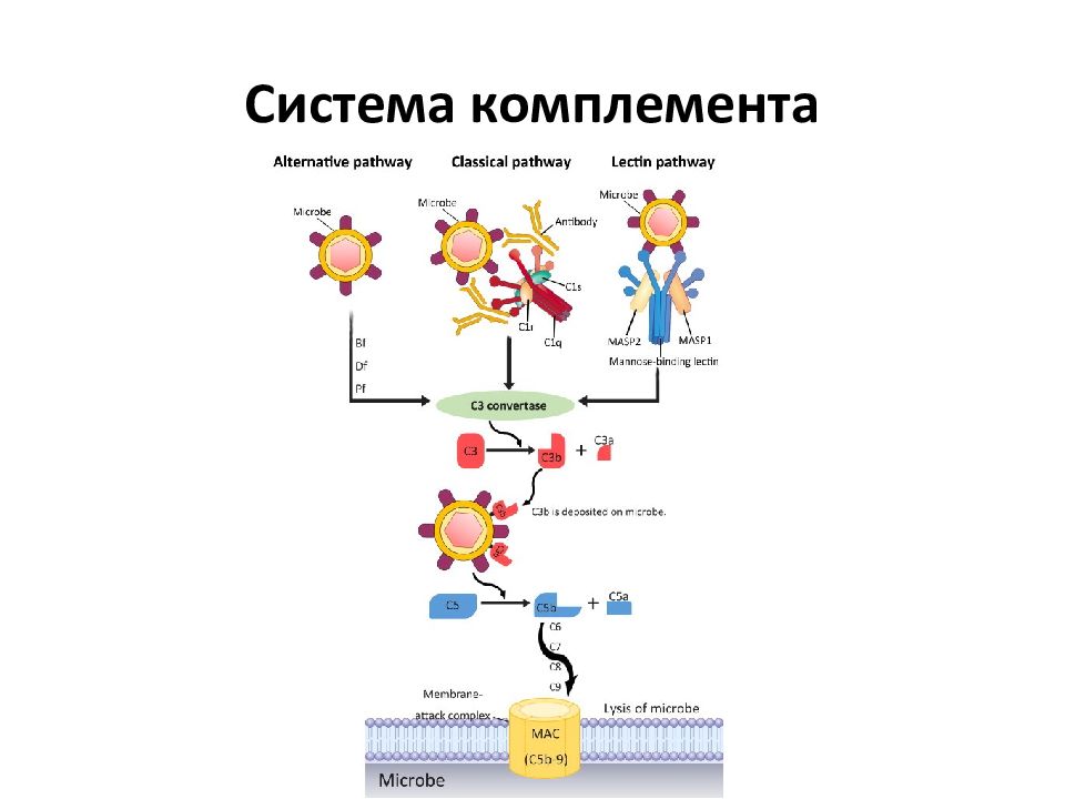 Система комплемента