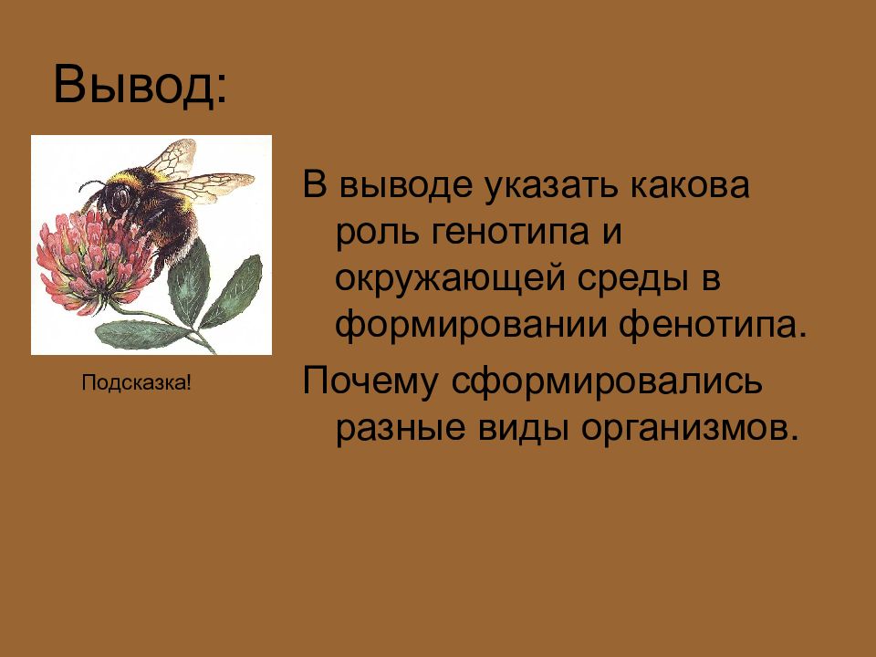 Описание фенотипов растений. Практическая работа описания фенотипа растений. В выводе указать какова роль генотипа и среды. Описание фенотипов комнатных растений.