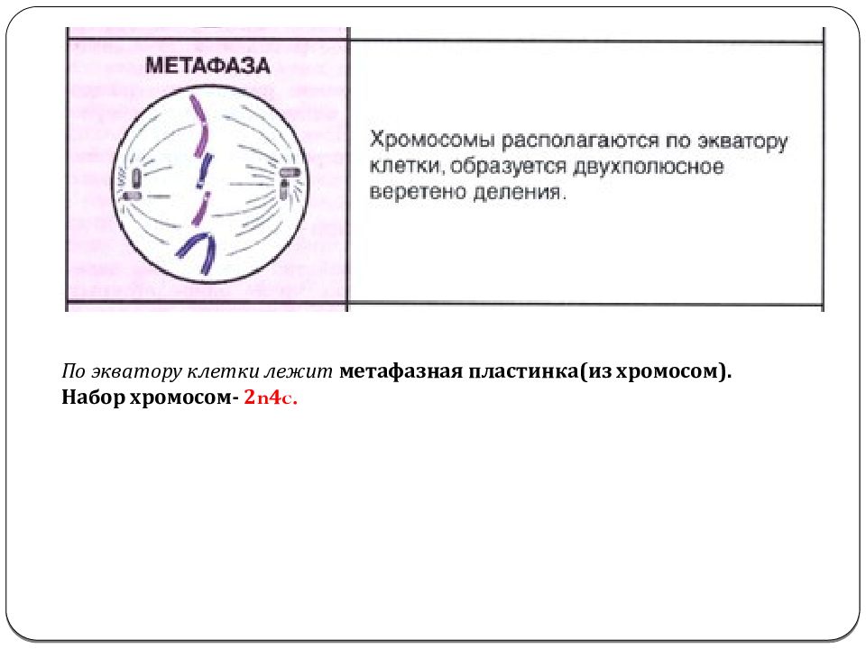 Экватор клетки