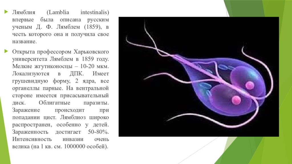 Как выглядит лямблиоз