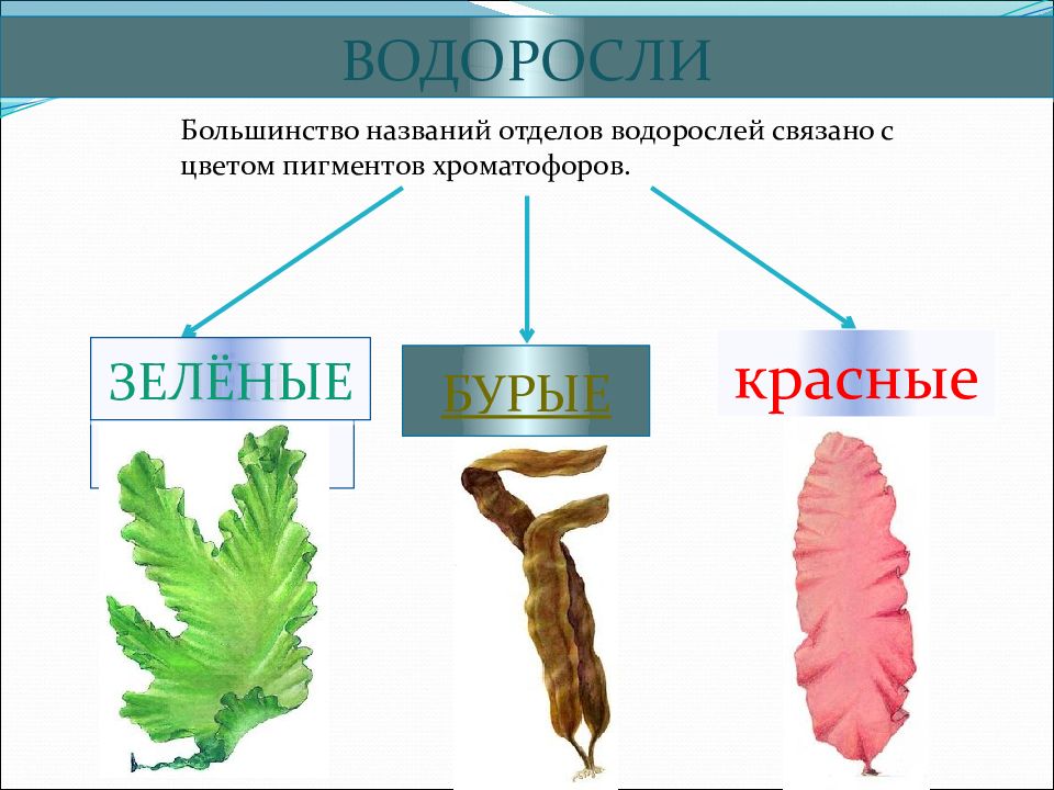 КРАСНЫЕ и БУРЫЕ ВОДОРОСЛИ — презентация