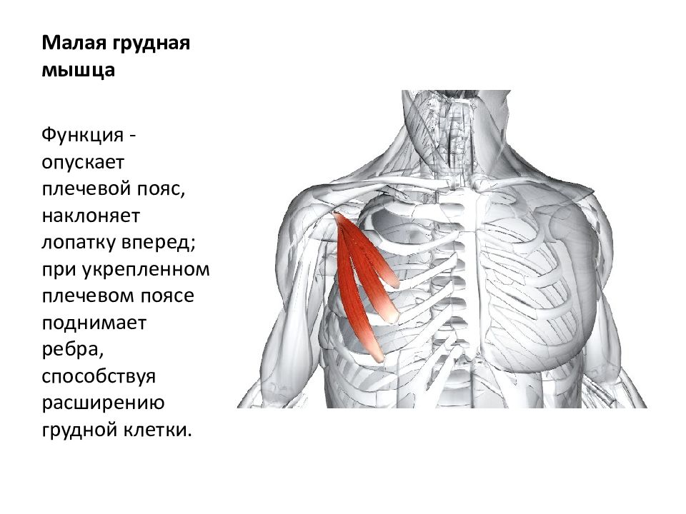 Малая грудная мышца фото анатомия