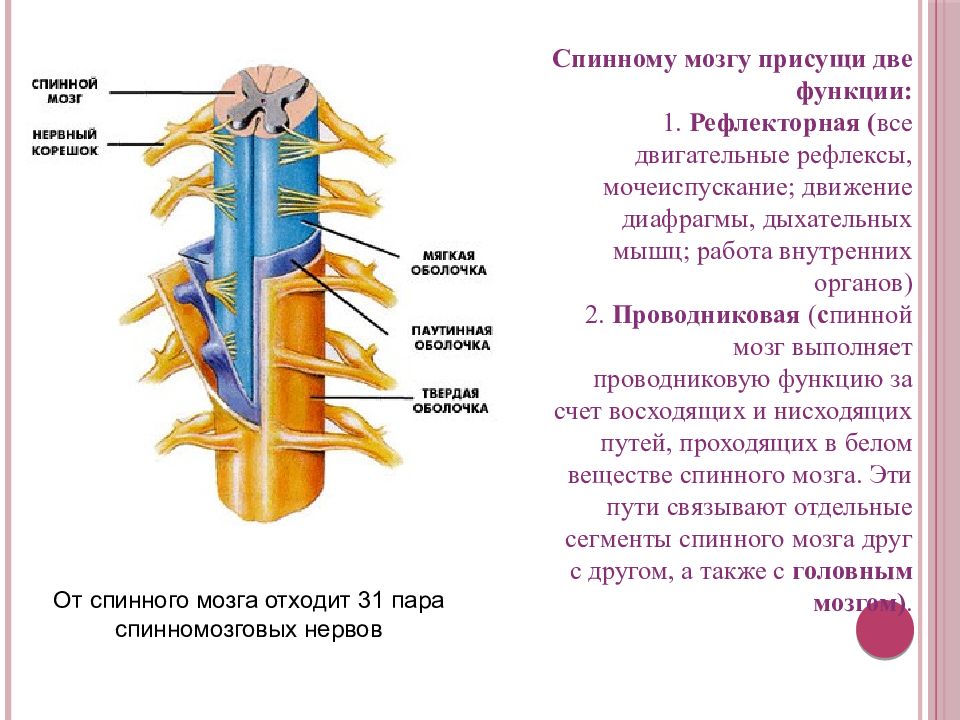 Презентация по спинномозговым нервам