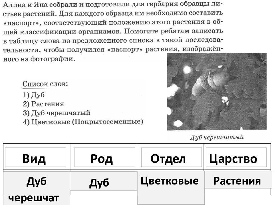 София и андрей собрали и подготовили для гербария образцы растений для каждого растения