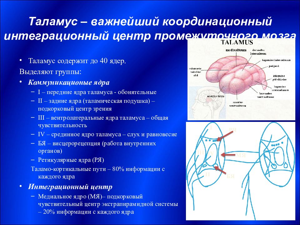 Функции таламуса промежуточного мозга. Таламус строение и функции. Функциональное строение таламуса. Таламус анатомия строение. Промежуточный мозг таламус функции кратко.