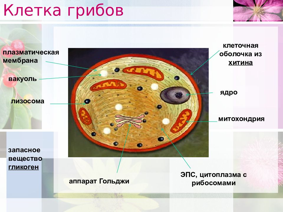 Схема строения клетки грибов