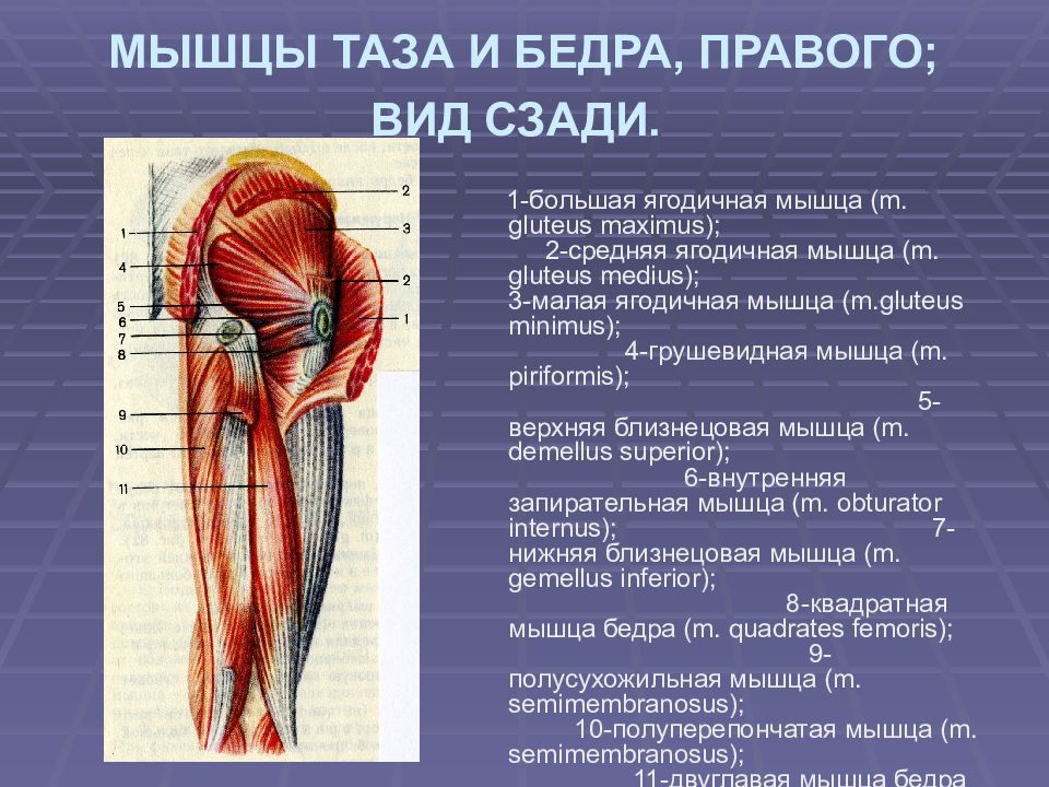 Функция мышц задней группы бедра