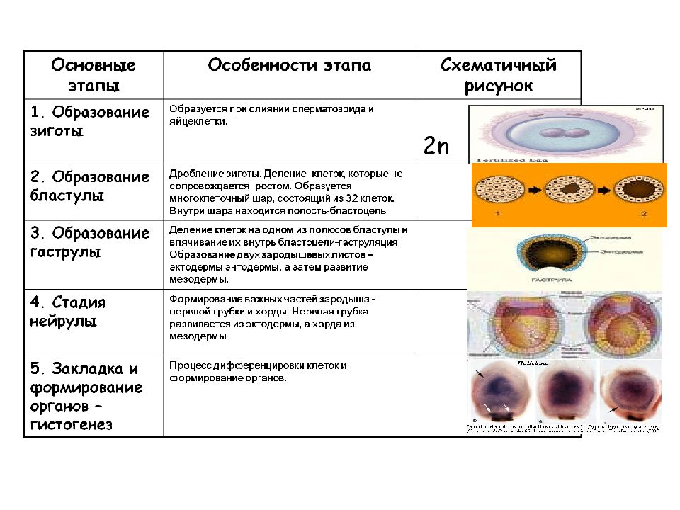 Характеристика этапа развития. Закладка и формирование органов гистогенез. Закладка и формирование органов гистогенез рисунок. Основные этапы особенности этапа схематичный рисунок. Основные этапы особенности этапа образование зиготы.