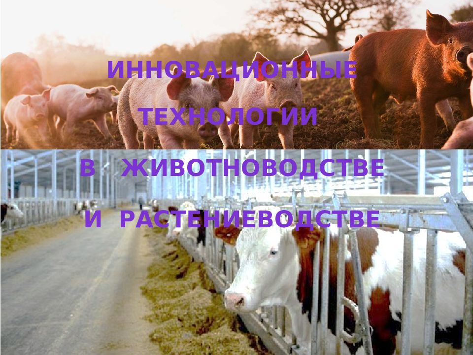 инновационные технологии В животноводстве И растениеводстве