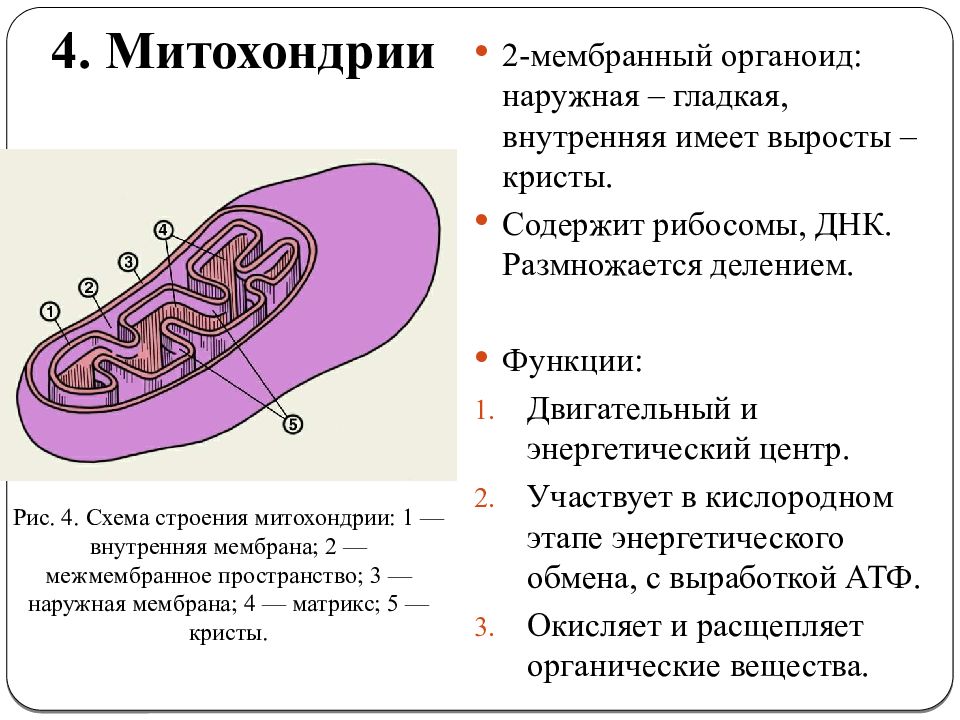 Органоиды митохондрии строение