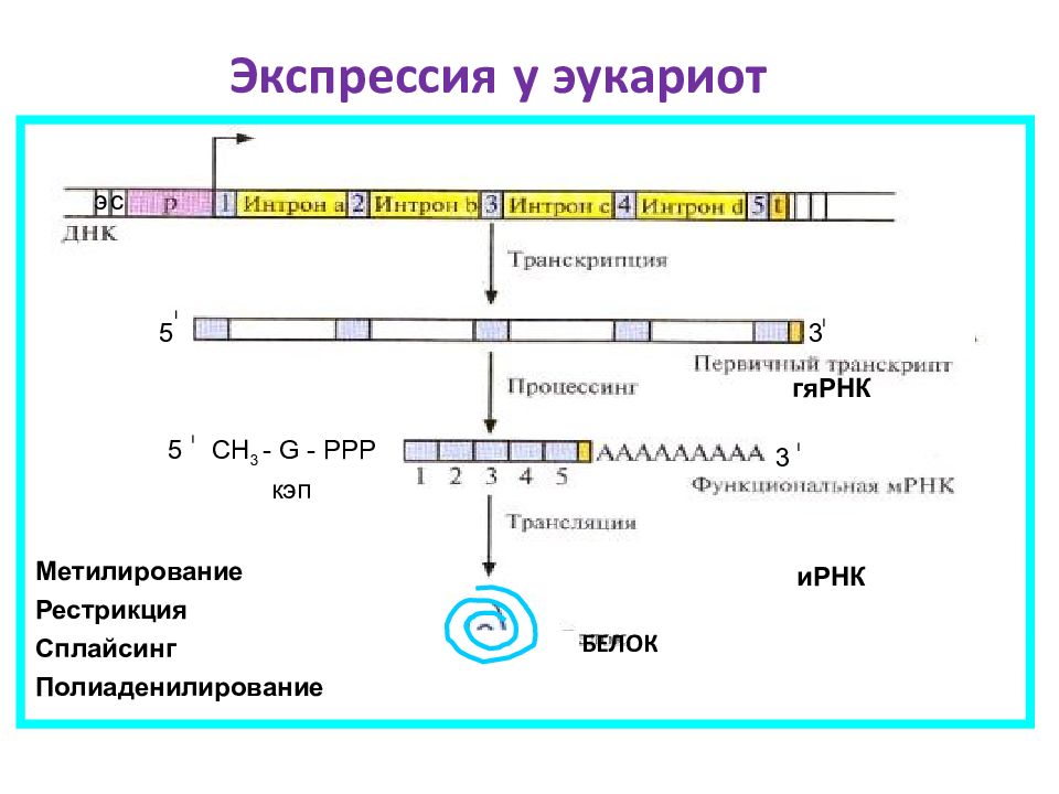 Биосинтез прокариот. Регуляция экспрессии генов у эукариот. Уровни контроля экспрессии генов эукариот.. Экспрессия генов у эукариот схема. Экспрессия Гена транскрипция у эукариот.