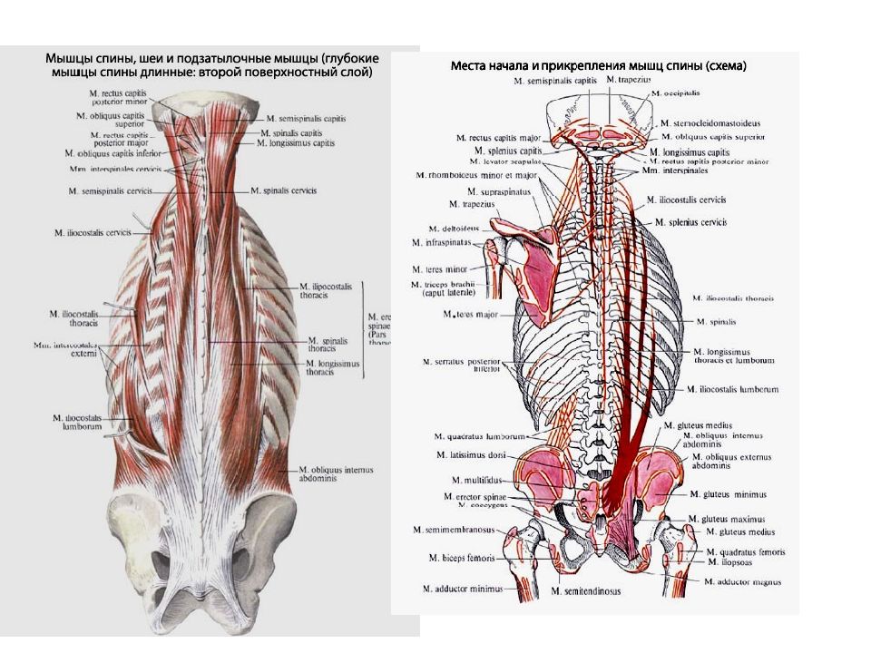 Глубокая поясница. Глубокие мышцы спины сбоку. Атлас Синельников мышцы спины. Мышца выпрямляющая позвоночник анатомия латынь.