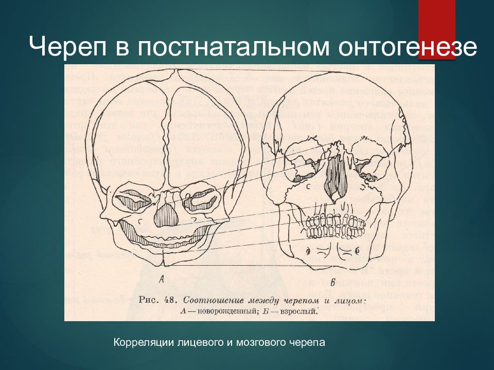 Развитие черепа в онтогенезе. Онтогенез мозгового черепа. Развитие черепа в постнатальном онтогенезе.