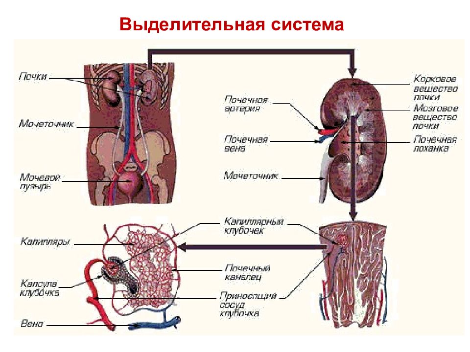 Физиология мочевыделительной системы презентация