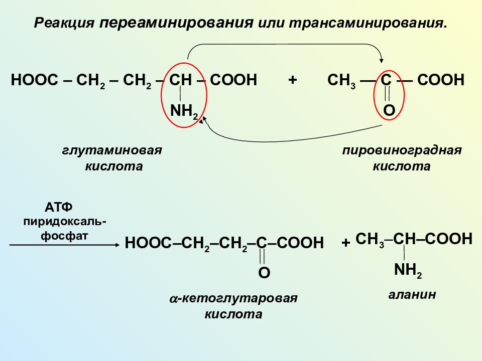Аланин c2h5oh. Реакция трансаминирования глутаминовой кислоты. Глутаминовая кислота в реакции трансаминирования. Трансаминирование аминокислот реакции. Реакции трансаминирования Альфа-аланина.