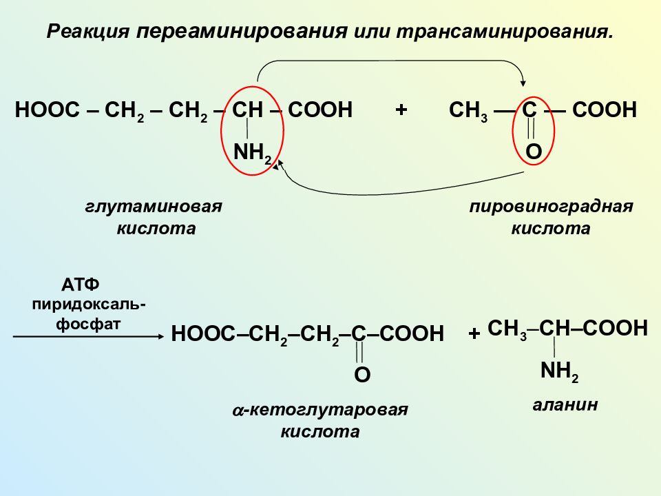 Перенос аминокислот. Реакция трансаминирования глутаминовой кислоты. Глутаминовая кислота реакция трансаминирования. Реакции трансаминирования Альфа-аланина. Щавелевоуксусная кислота реакция переаминирования.