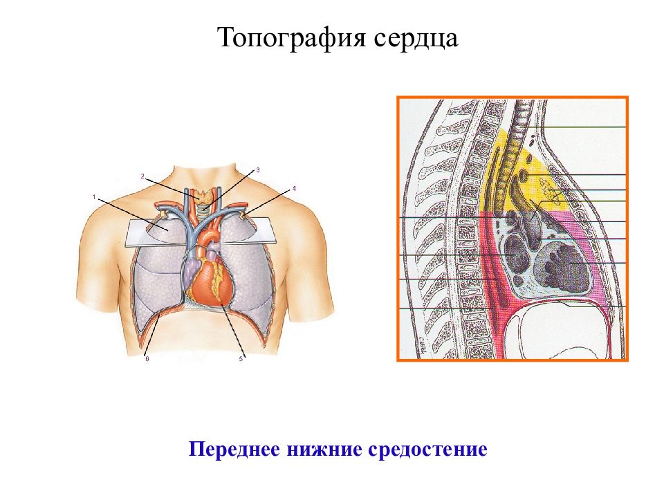 Передне нижний. Топография сердца. Средостение сердце. Средостение сердца анатомия. Топография Нижнего средостения.