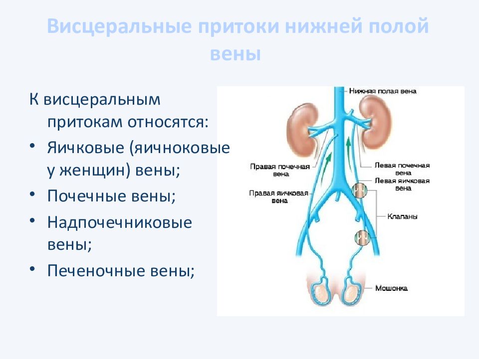 Притоки вены. Нижняя полая Вена система. Нижняя полая Вена анатомия притоки. Нижняя полая Вена париетальные притоки. Система нижней полой вены притоки.