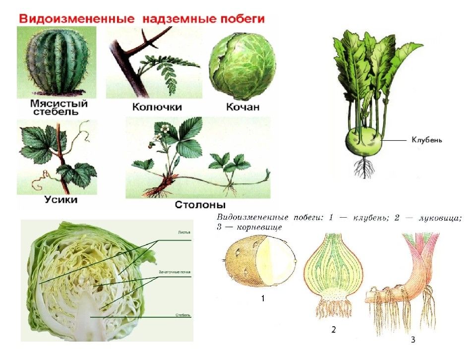 Видоизмененные побеги схема