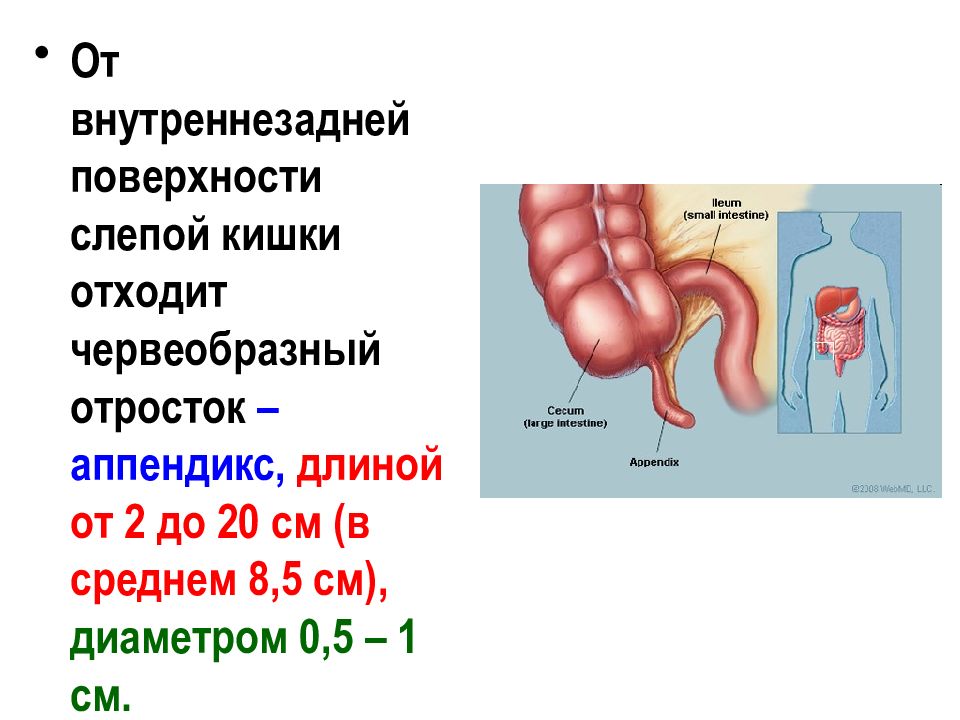 Длина кишки. Толстый кишечник червеобразный отросток. Червеобразный отросток аппендикс отходит от кишки. Диаметр толстой кишки у взрослого человека.