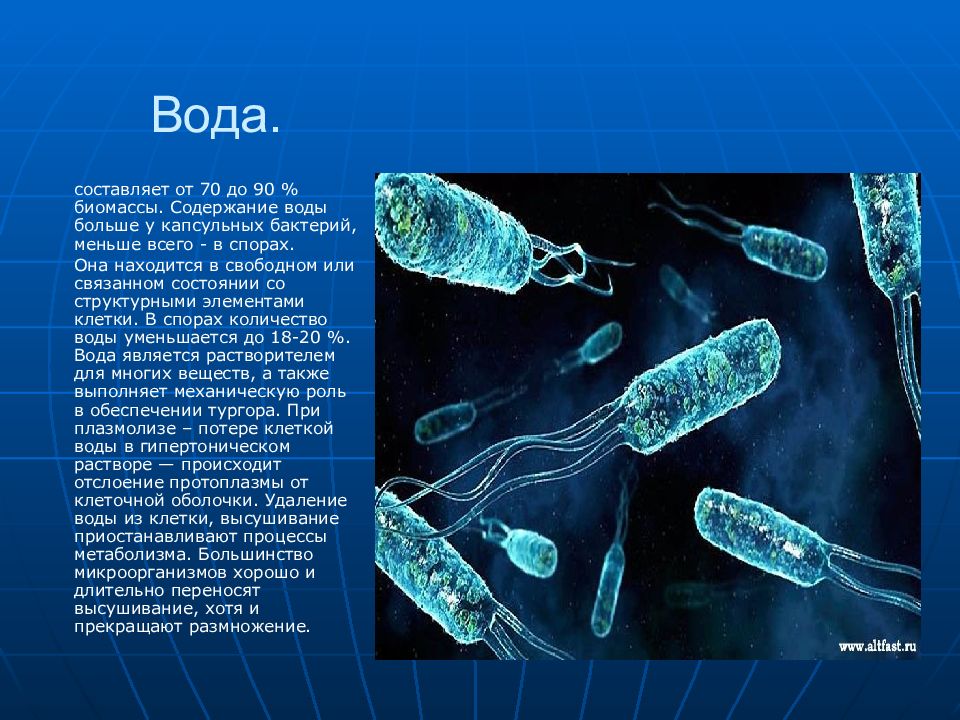 Обобщенные бактерии в воде. Микроорганизмы в воде. состав микробов. человек состоит из бактерий.